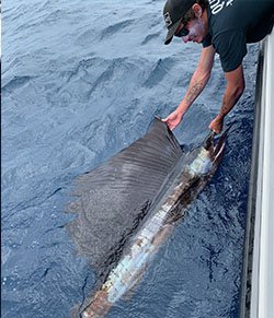 billfish-10