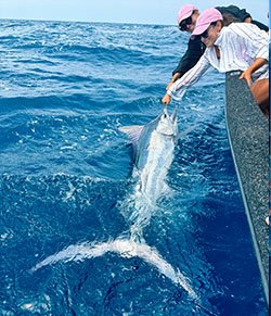 billfish-3